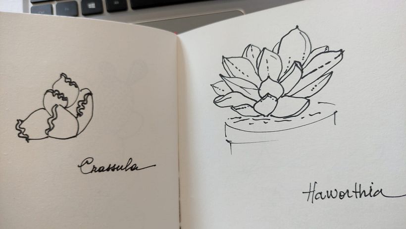 Il mio progetto del corso:  Sketchbook botanico: un approccio meditativo 3