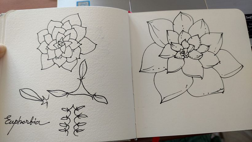 Il mio progetto del corso:  Sketchbook botanico: un approccio meditativo 4