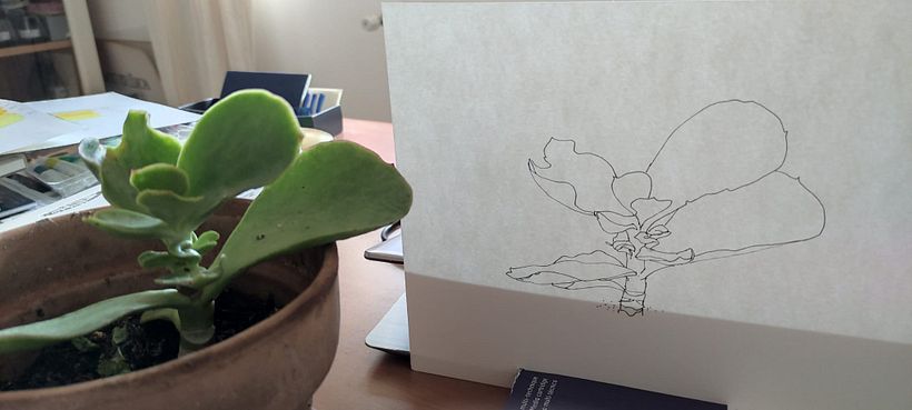 Crassula dal vivo