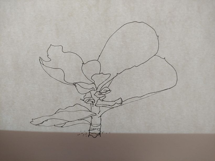 Il mio progetto del corso:  Sketchbook botanico: un approccio meditativo 8