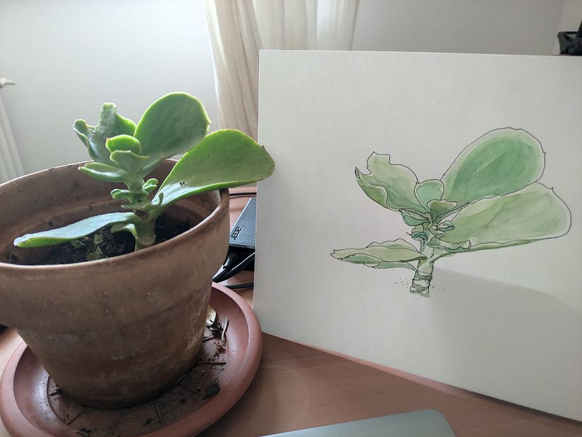 Il mio progetto del corso:  Sketchbook botanico: un approccio meditativo 9