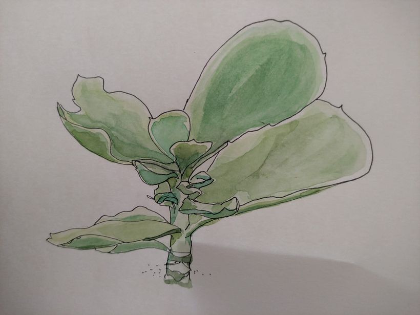 la Crassula non è ancora finita, mancano le spine rosse e qualche tocco di giallo, ma già così mi piace tanto