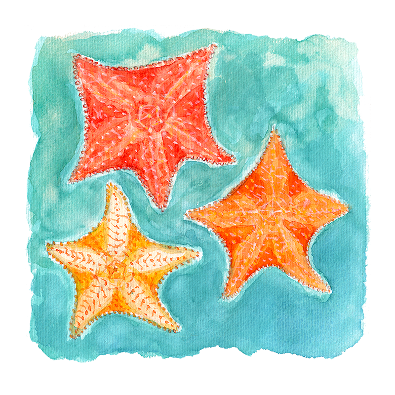 Oreaster reticulatus