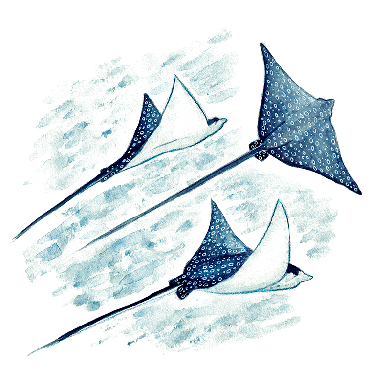 Aetobatus narinari