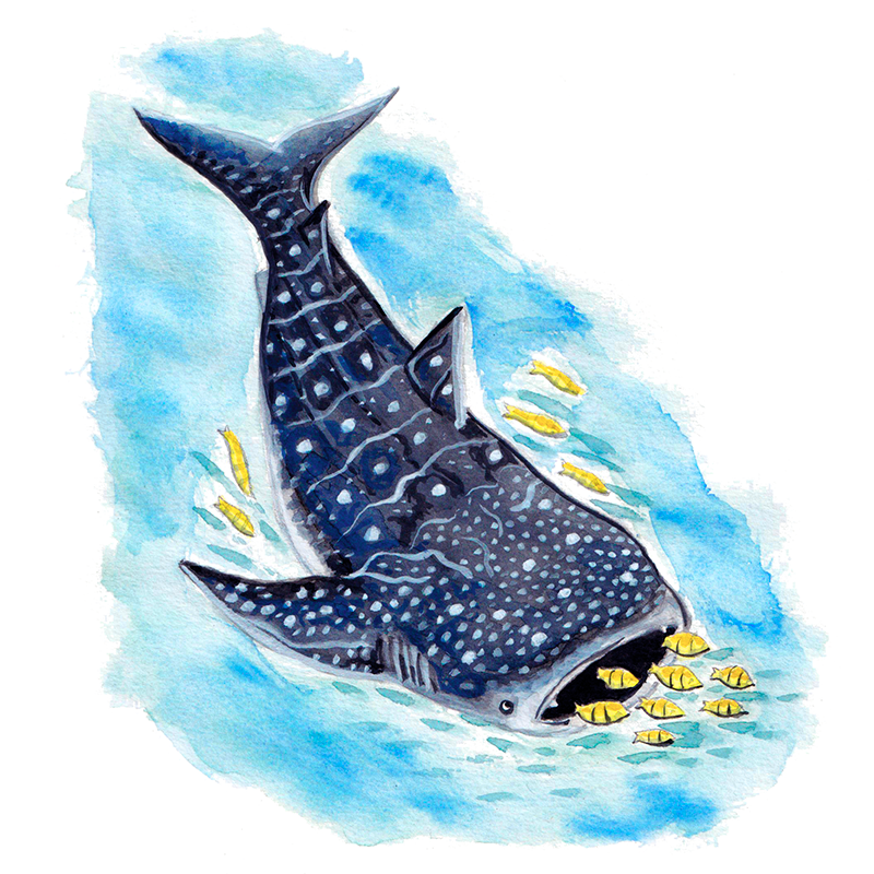 Rhincodon typus