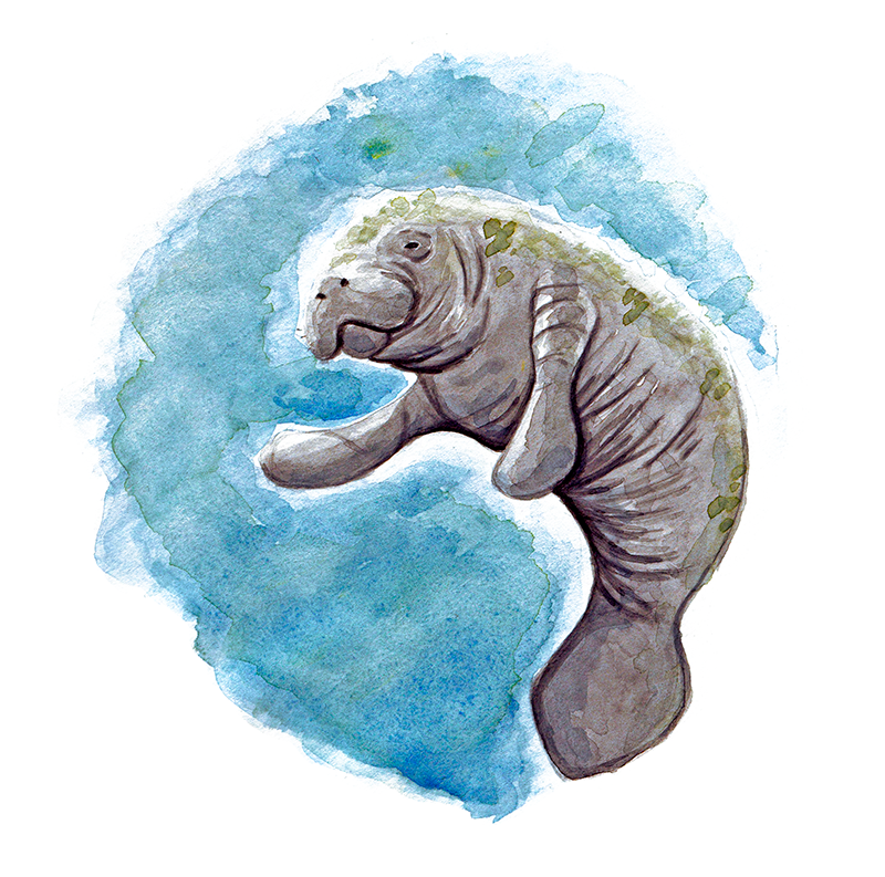 Trichechus manatus