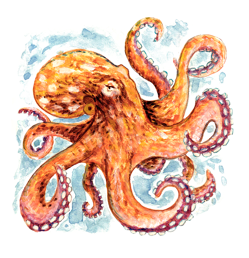 Octopus insularis
