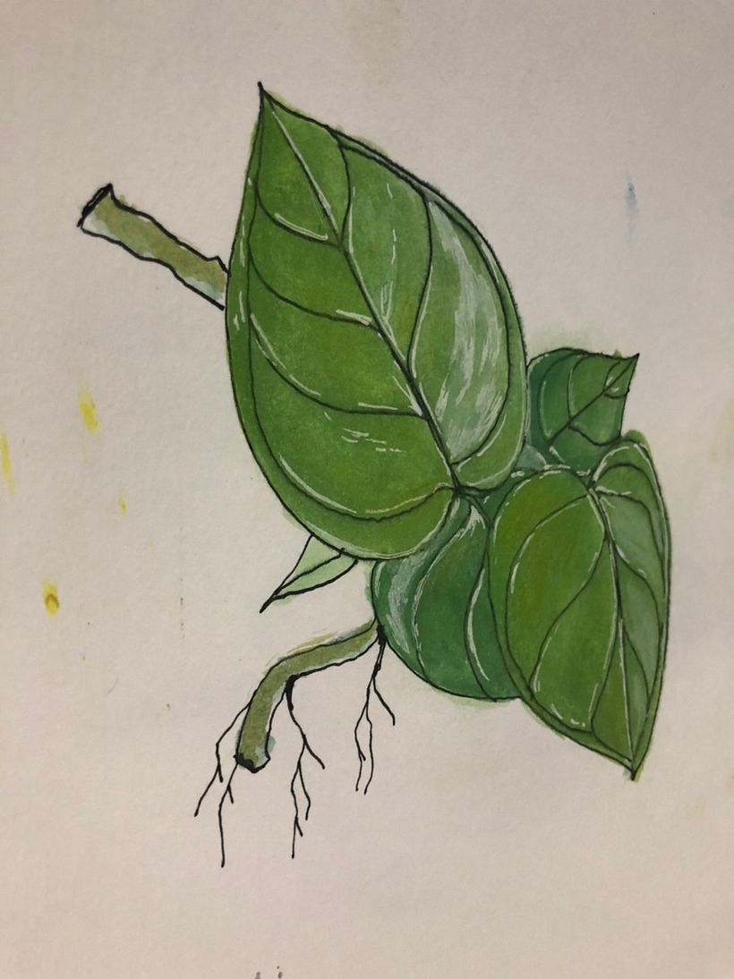 My project in Botanical Sketchbooking: A Meditative Approach course 4
