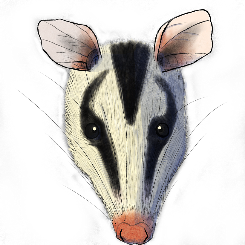 Didelphis pernigra 2