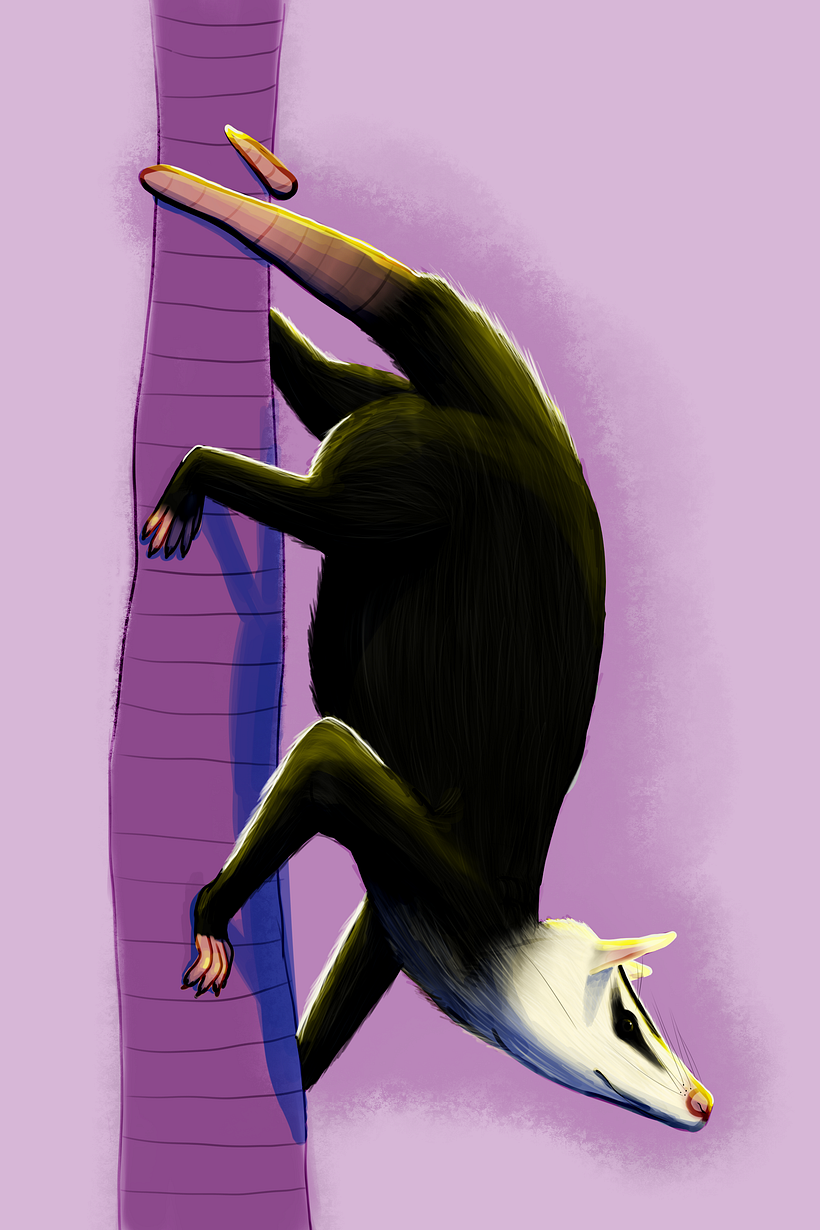 Didelphis pernigra 3