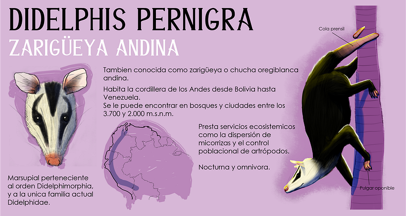 Didelphis pernigra 1