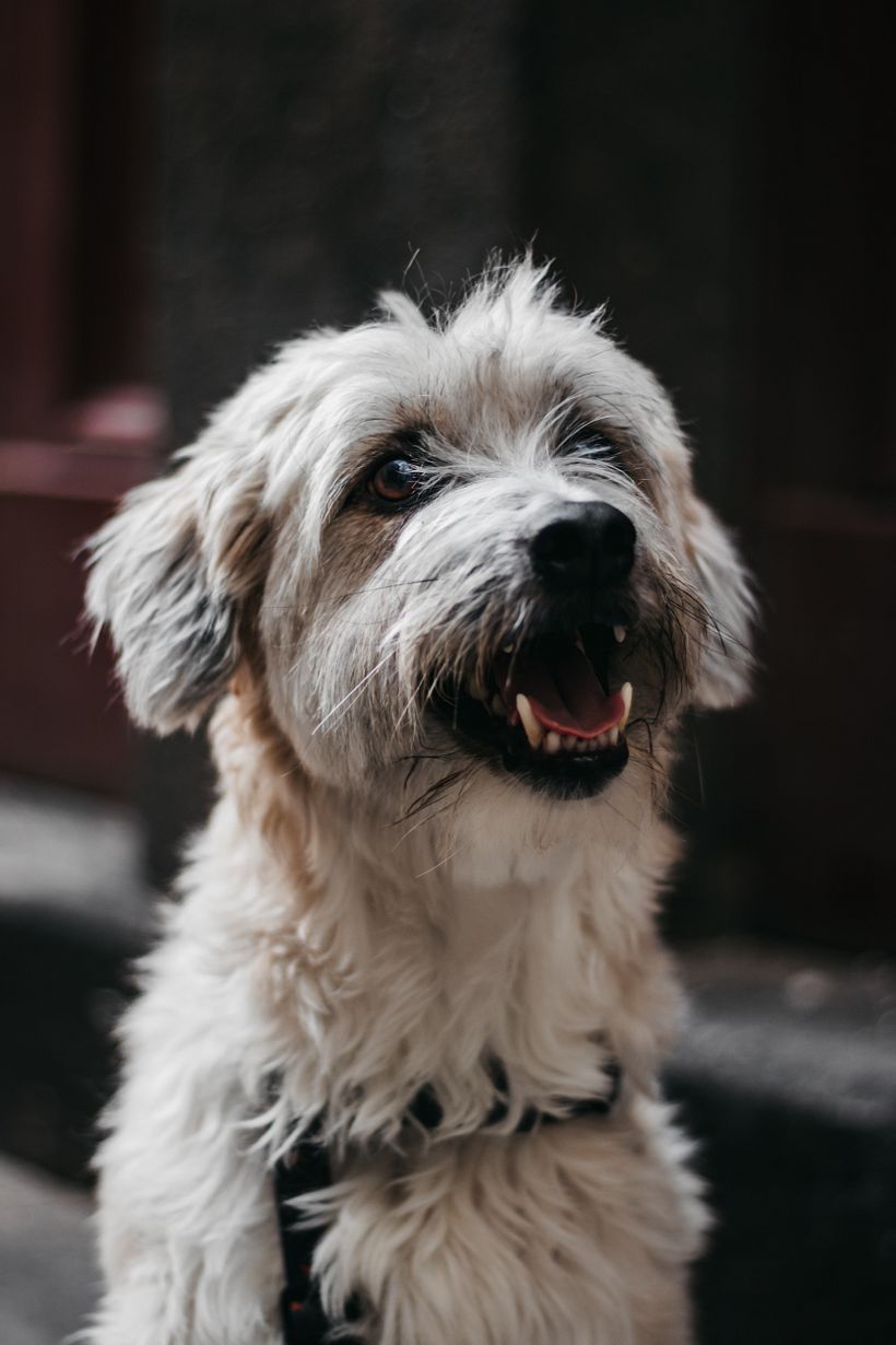 Meu projeto do curso: Fotografia Lifestyle de Cachorros 2