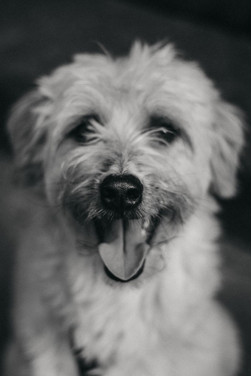 Meu projeto do curso: Fotografia Lifestyle de Cachorros 2
