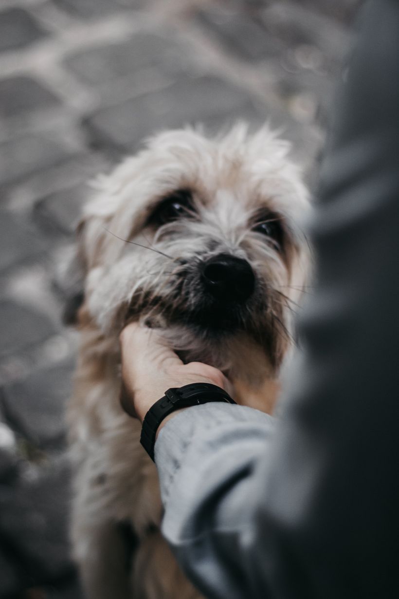 Meu projeto do curso: Fotografia Lifestyle de Cachorros 5