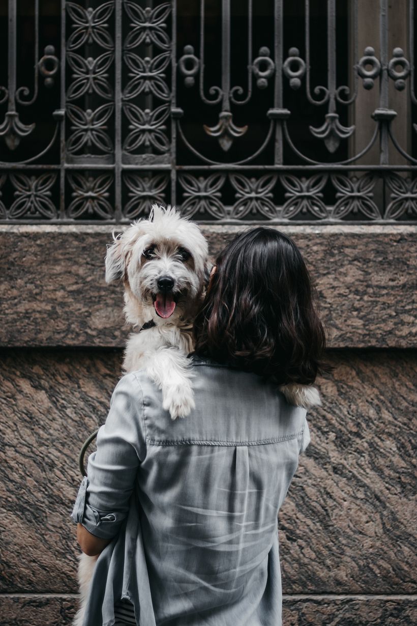 Meu projeto do curso: Fotografia Lifestyle de Cachorros 7