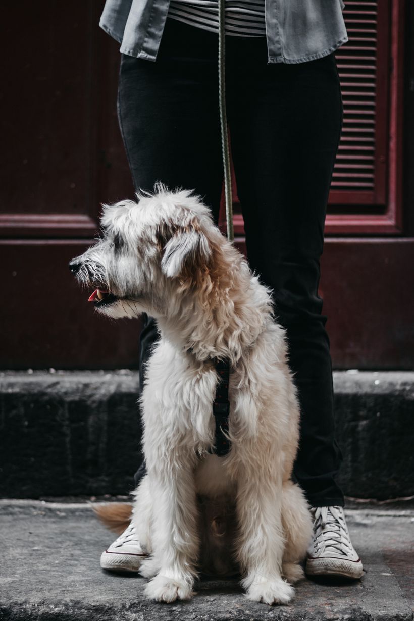Meu projeto do curso: Fotografia Lifestyle de Cachorros 7
