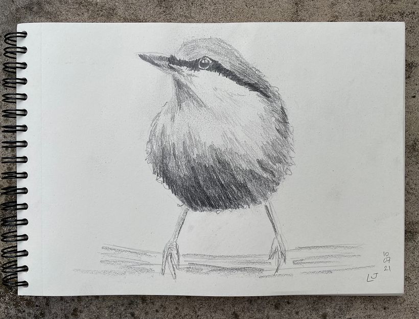 No tracing paper or charcoal so this is a pencil sketch. Enjoyed doing squiggly edges for feathers!
