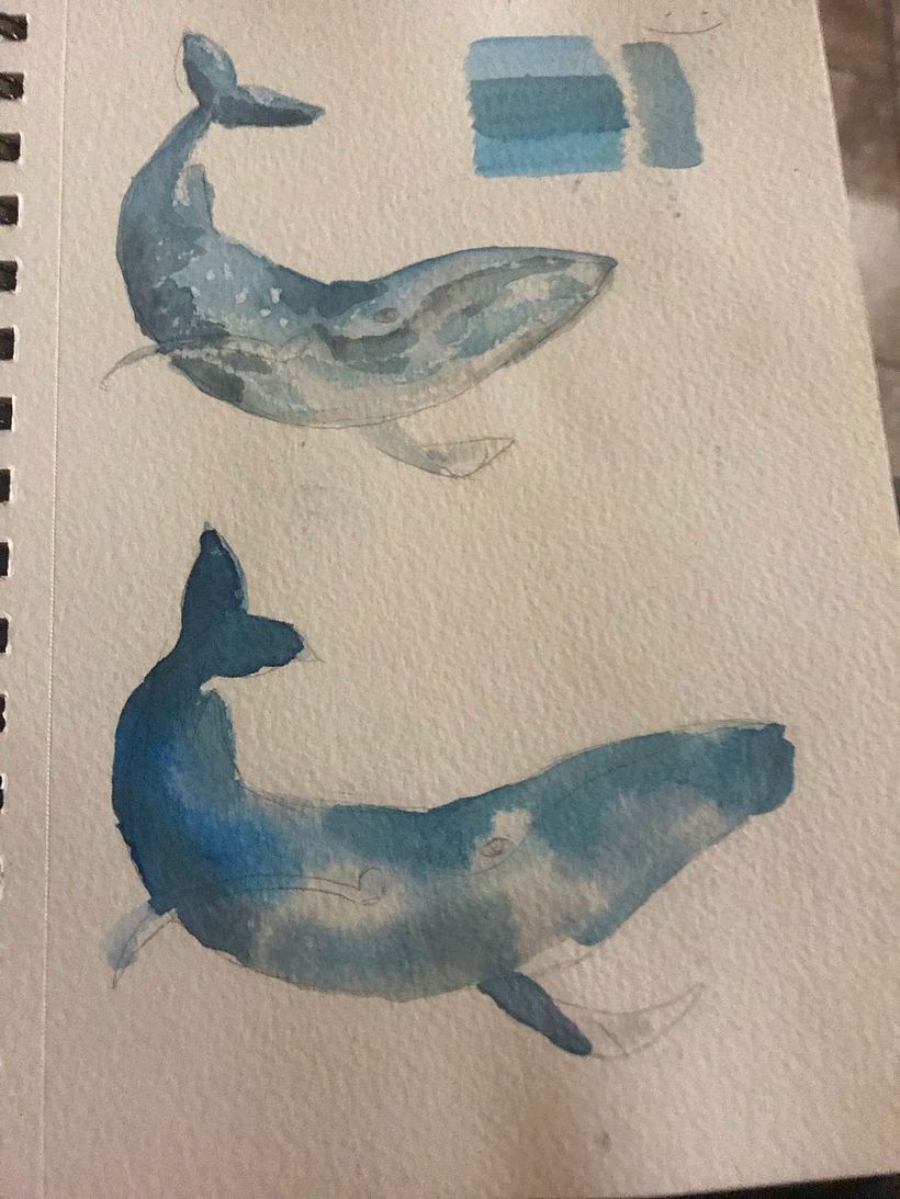 ahora los estudios de la ballena jorobada