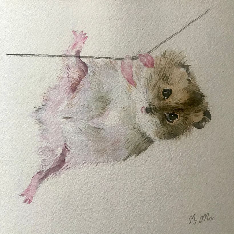 Mi Proyecto del curso: Acuarela artística para ilustración de aves 2