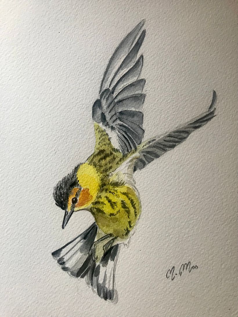 Mi Proyecto del curso: Acuarela artística para ilustración de aves 3