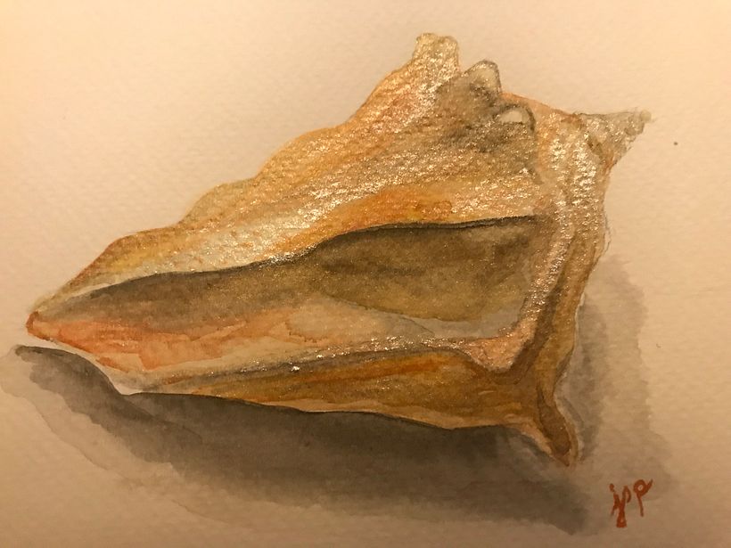 Watercolor conch shell 2