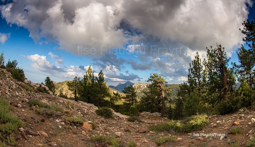 Paisaje boscoso y nubes densas