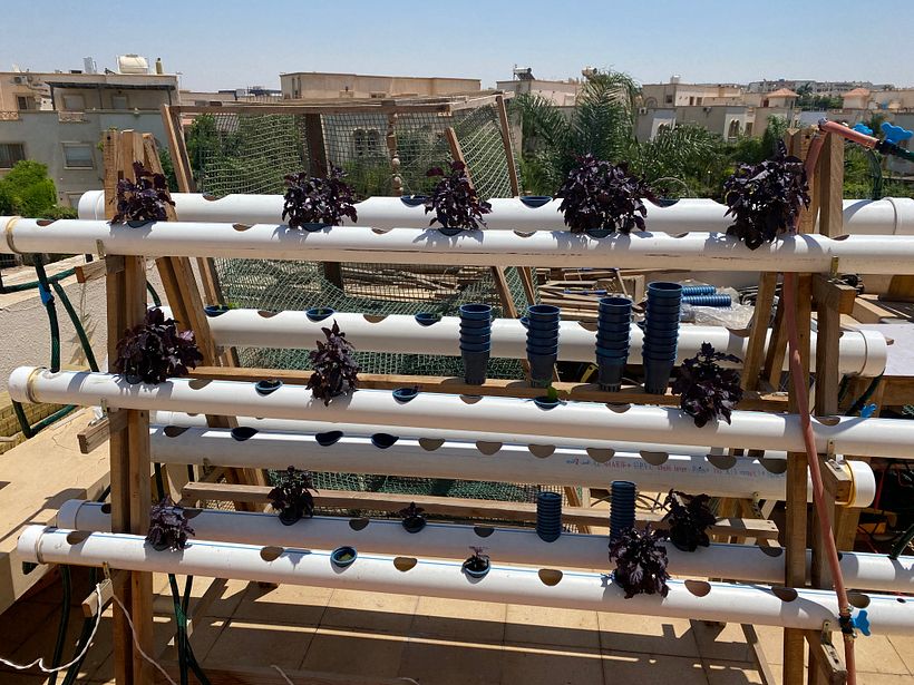 Another photo of the Hydroponic system producing Basil