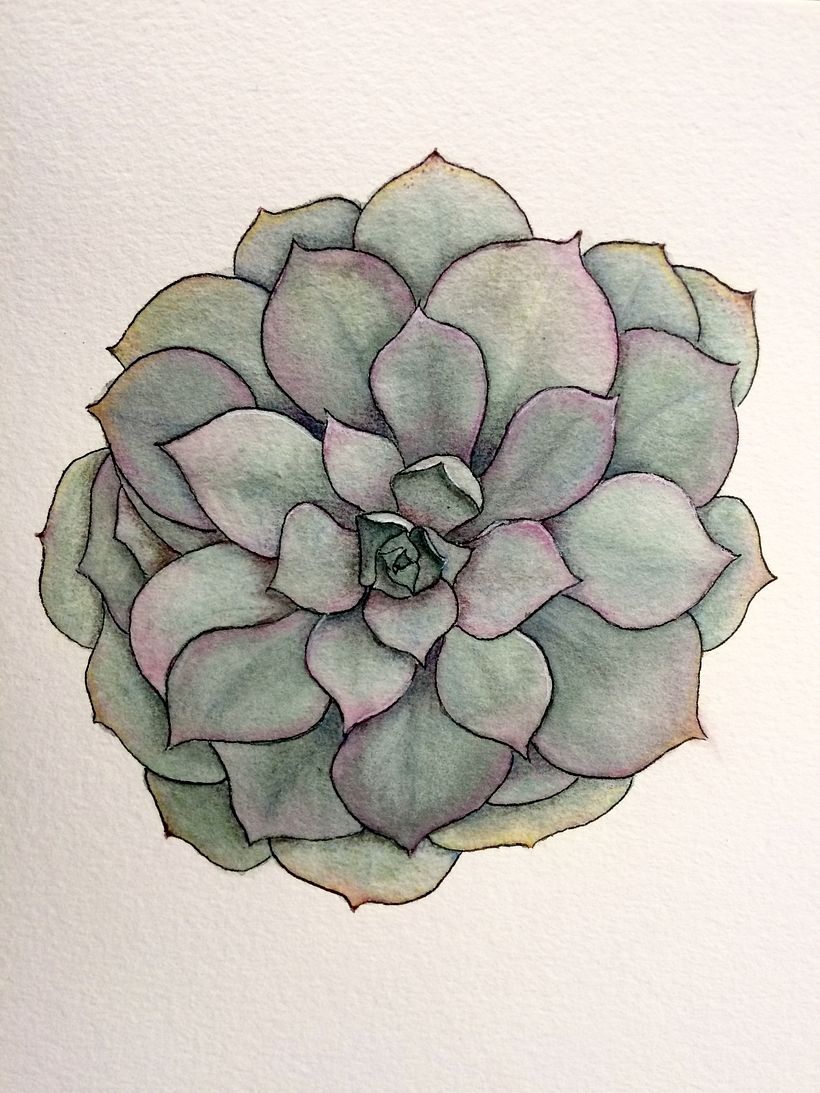 My project in Botanical Sketchbooking: A Meditative Approach course 6