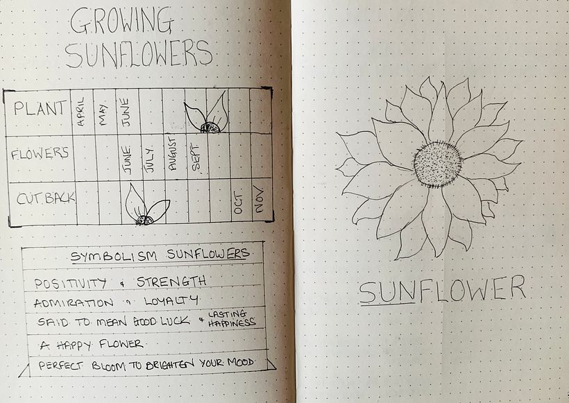 Sunflowers