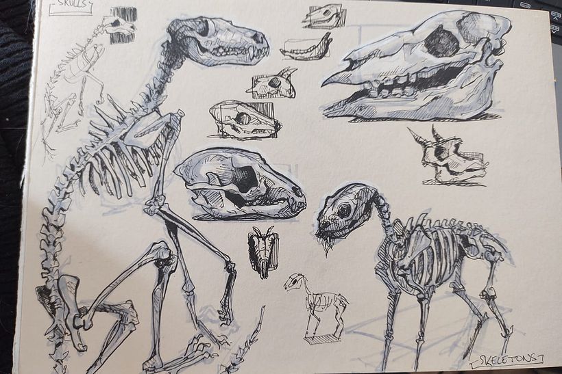Bone Studies 1