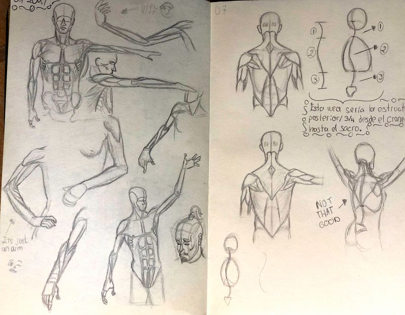 Some of my sketches about anatomy studies :3