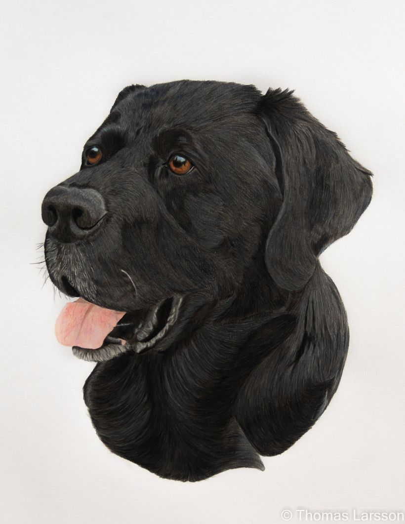 Coloured pencils - Labrador Retriever 