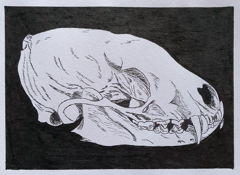Pine marten skull, ink sketch 