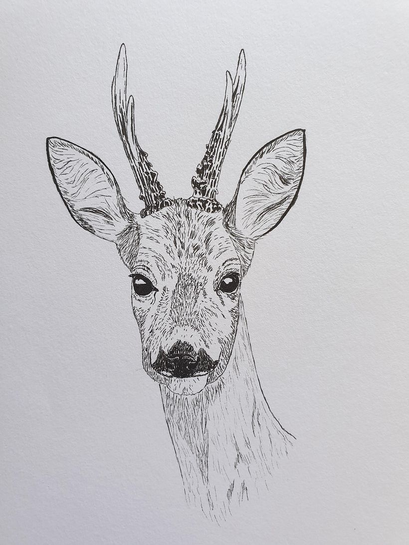 Roe Deer Buck, Ink sketch 