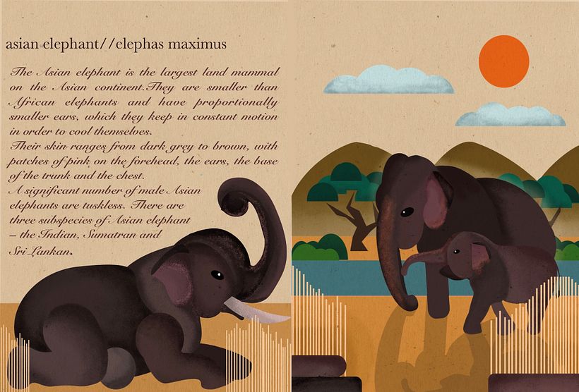 My project in Wildlife Illustration for Children's Books course 4