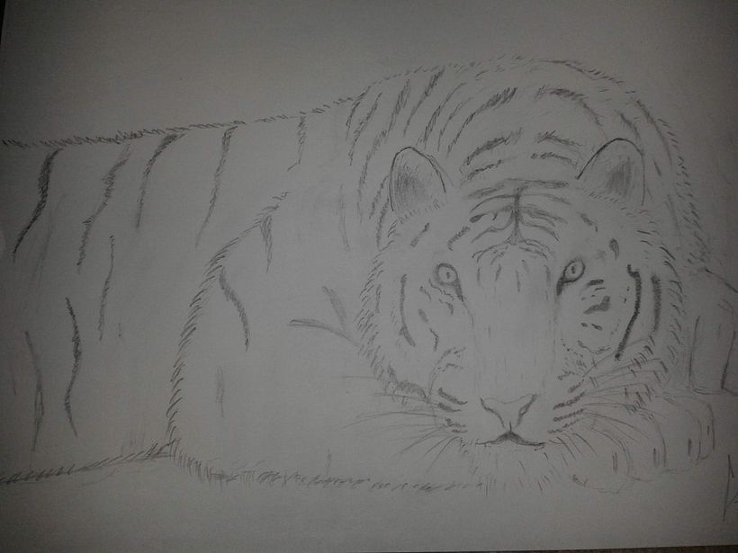 ilustracion cientifica de animales  3
