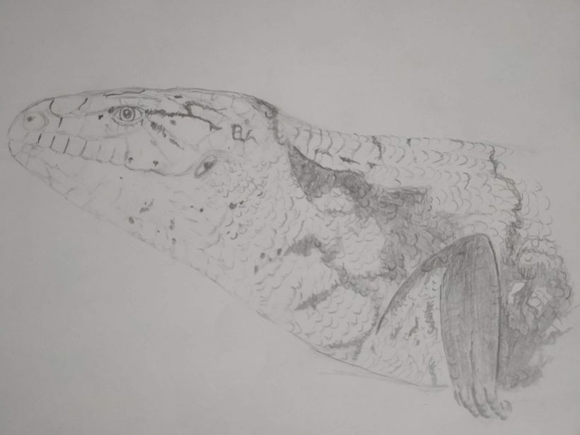 ilustracion cientifica de animales  3