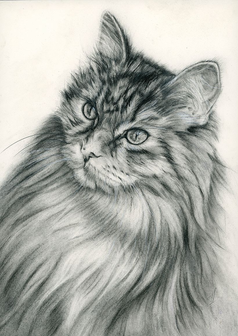 Portrait au fusain. Original. Image de Free-Photos de Pixabay.