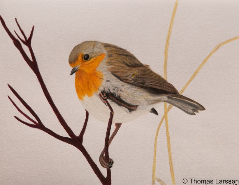 European Robin in Coloured pencils 