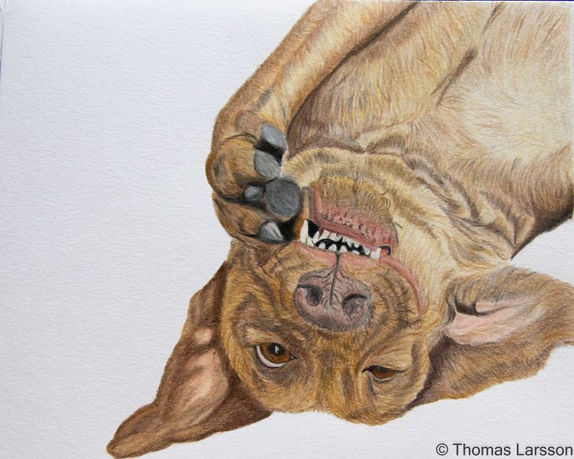 Chesapeake bay retriever