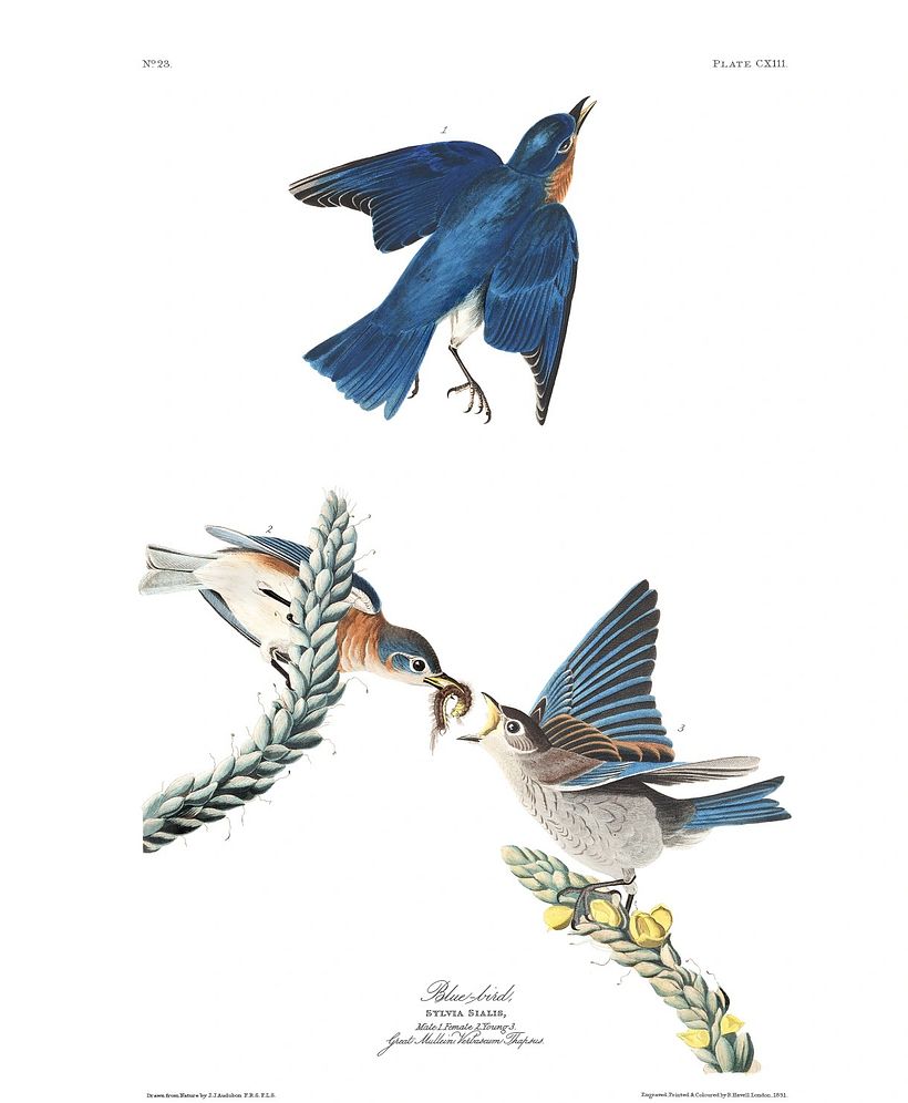 Audubon depicted birds in particular moments of their daily existence.
