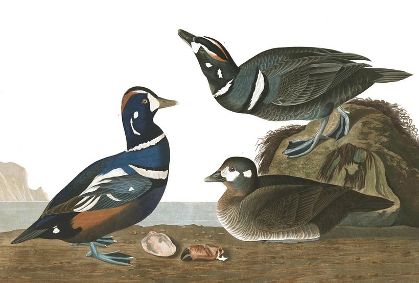 Harlequin Duck.
