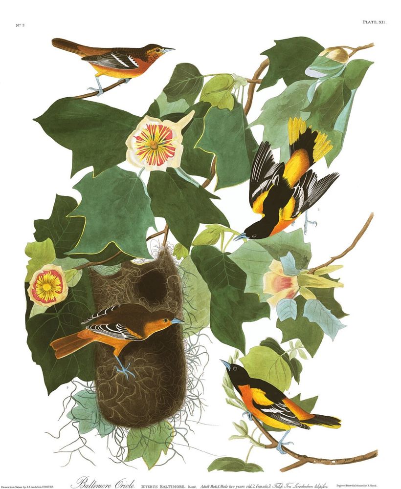 Baltimore Oriole.