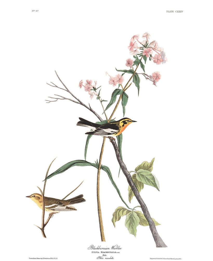 Blackburnian Warbler.