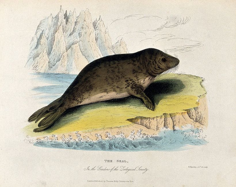'Foca', William Panormo (1796-1867). Arquivo: Zoological Society of London
