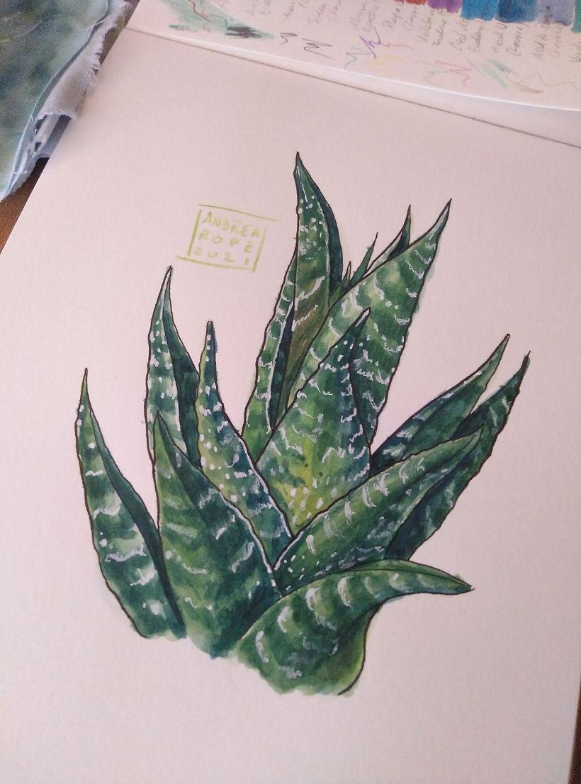 Mi Proyecto del curso: Sketchbook botánico: una aproximación meditativa 3