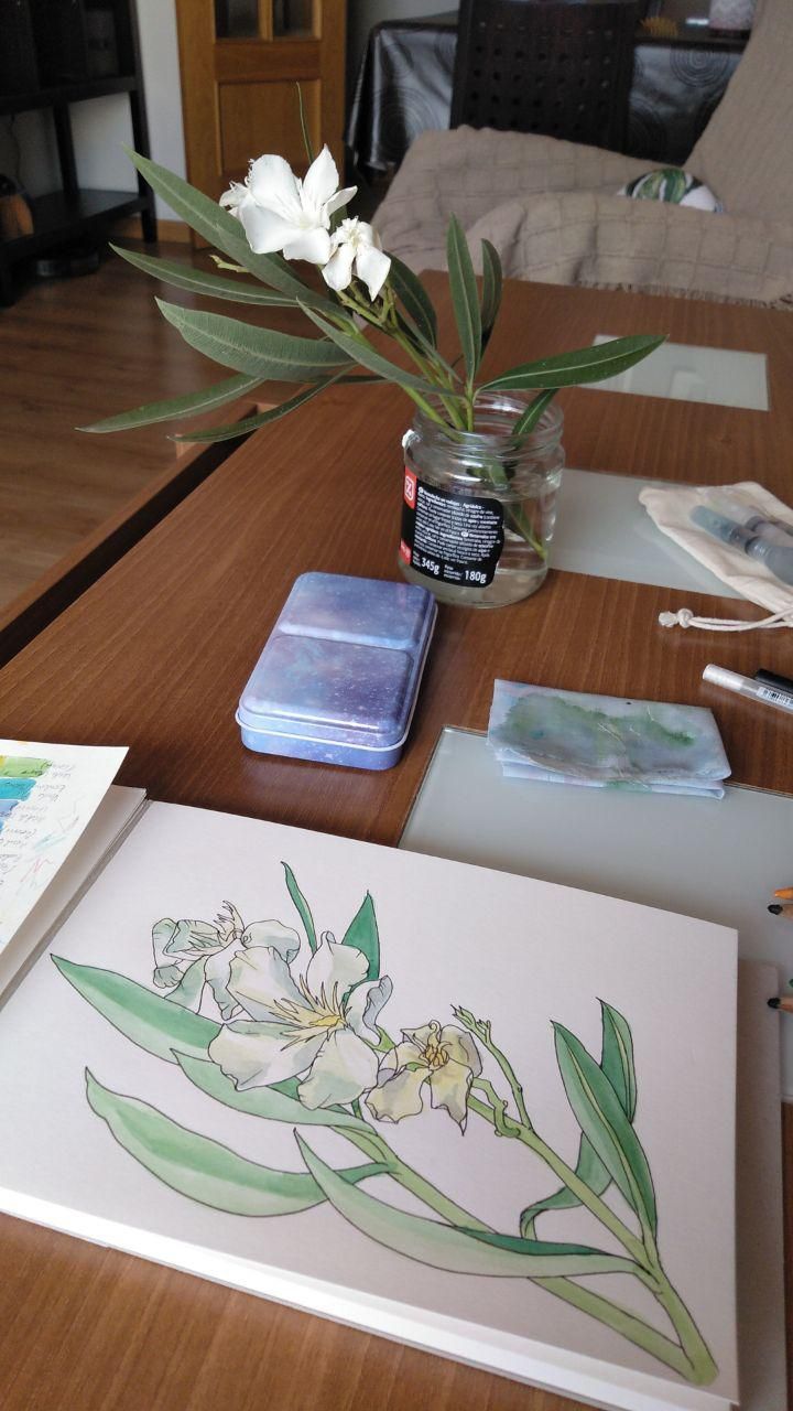 Mi Proyecto del curso: Sketchbook botánico: una aproximación meditativa 4