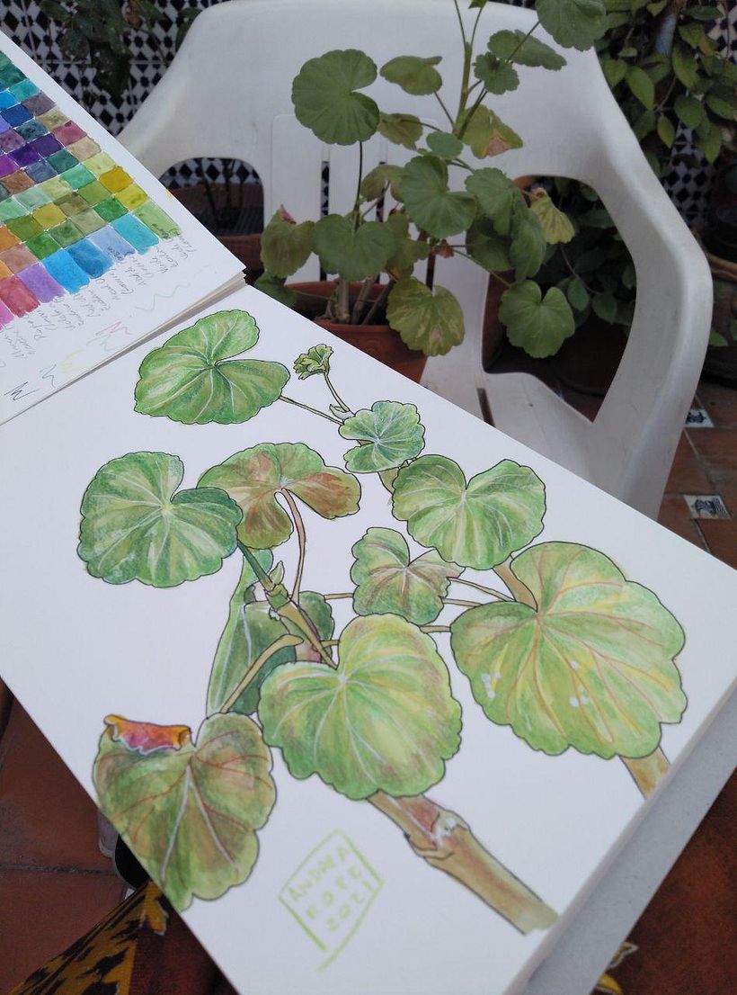 Mi Proyecto del curso: Sketchbook botánico: una aproximación meditativa 6