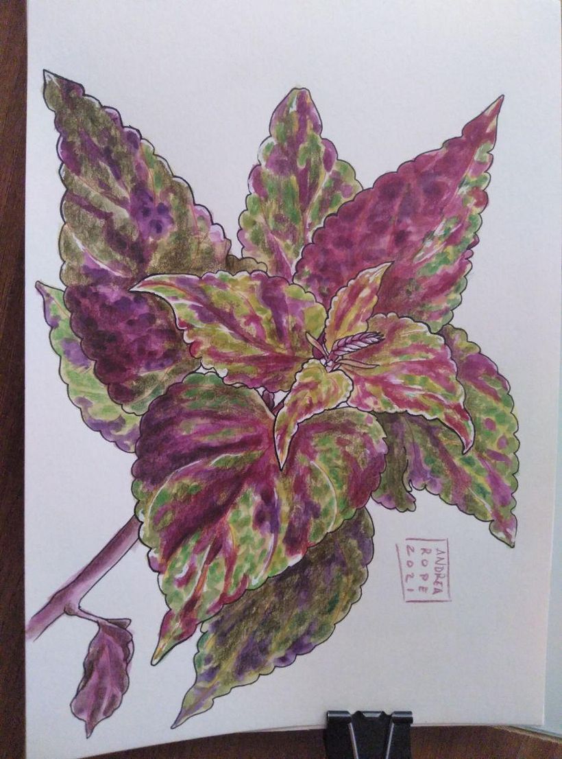 Mi Proyecto del curso: Sketchbook botánico: una aproximación meditativa 9