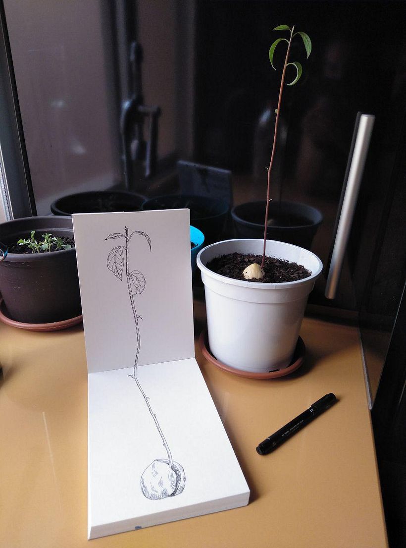 Mi Proyecto del curso: Sketchbook botánico: una aproximación meditativa 12
